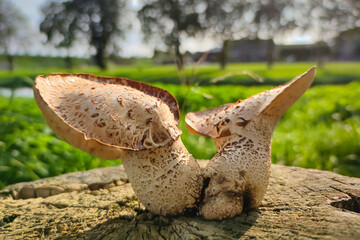 Two large mushrooms grow on the trunk of a sawn tree