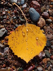 autumn leaves with dew feces