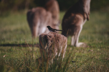 A very young Eastern Grey Kangaroo.