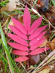 autumn leaves with dew feces