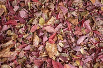 Autumn. Yellow fallen leaves on the ground. Background.
