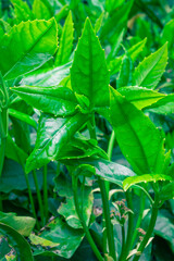 Fresh green leaves with water droplets after rain close-up. Natural patterned background.