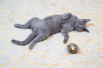 A British shorthair cat sleeping sprawled on a classically patterned wool carpet. Tired of playing, he sleeps and has a toy with him.