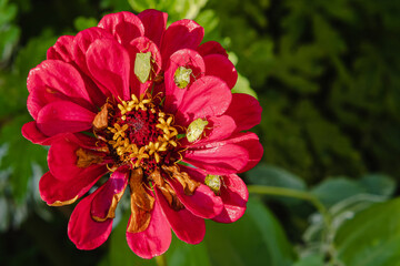 Green stink bugs sit on the red petals of the zinnia flower. View from above. Green blurred...