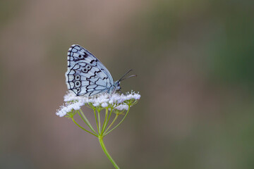 black and white butterfly perched on a white flower, Melanargia larissa