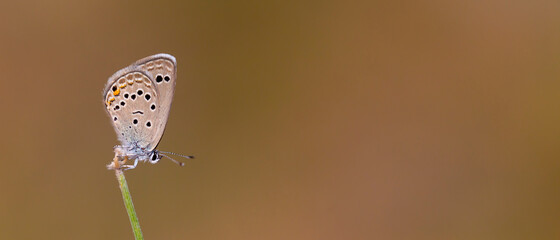 tiny brown butterfly at the end of a branch, Turanana endymion  © kenan