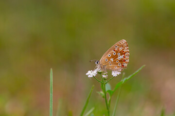 butterfly perched on white flower, Polyommatus bellargus