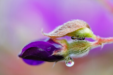 Purple flower bud with drops of water morning dew on petals and summer spring in blur nature background.