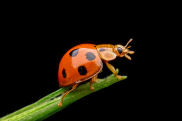 Fototapeta premium ladybird on a leaf