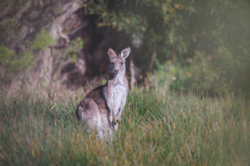 Obraz na płótnie Canvas A very young Eastern Grey Kangaroo.