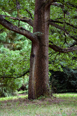 Low angle shot of a single tree in a forest