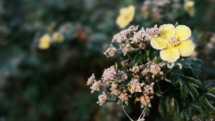 Closeup shot of flowers covered with frost. Text ready. 