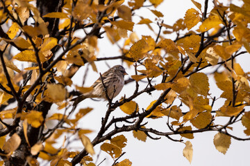 Common redpoll (Acanthis flammea) in yellow colored birch foliage during autumn in Swedish Lapland emigrating south in Sweden.