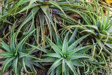 close up of aloe vera plant