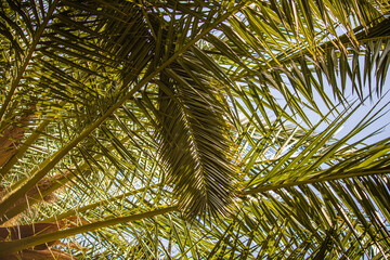 Fototapeta premium palm tree in the wind