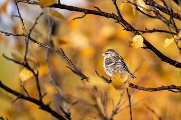 Common redpoll (Acanthis flammea) in yellow colored birch foliage during autumn in Swedish Lapland emigrating south in Sweden.