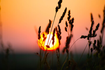 field grass on the background of the setting sun