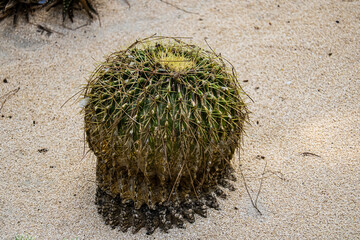 big cactus on the sand 