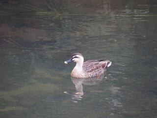 カモが水面でたたずんでいます。
A duck is standing on the surface of the water.