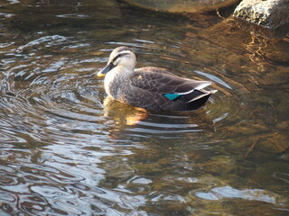 カモが水面でたたずんでいます。
A duck is standing on the surface of the water.
