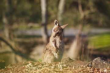 A very young Eastern Grey Kangaroo.