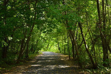 Fototapeta premium path in the forest
