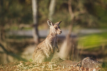 A very young Eastern Grey Kangaroo.