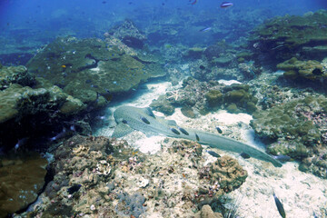 Leopard and zebra shark at the coral reef