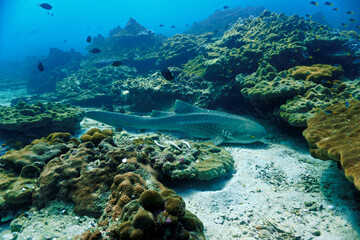 Naklejka na ściany i meble Leopard and zebra shark at the coral reef