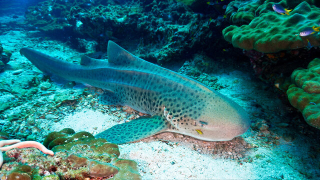 Leopard and zebra shark at the coral reef