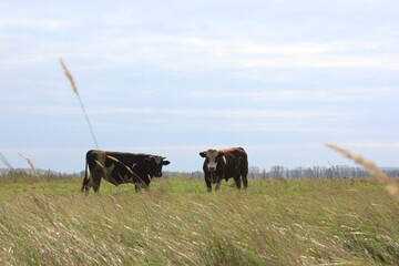 cows in the field
коровы на поле
