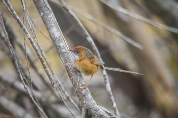 Southern Emu-wren (Stipiturus malachurus) in Ulladulla, NSW, Australia