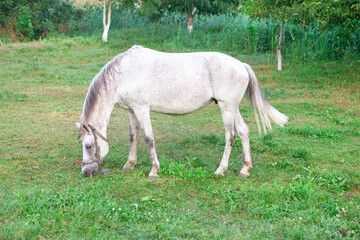 Fototapeta premium Domestic mare grazing . White horse on the pasture 