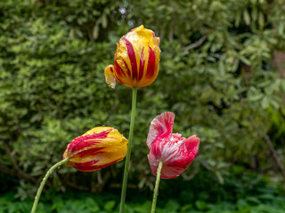 Obraz premium Three Wet Tulips