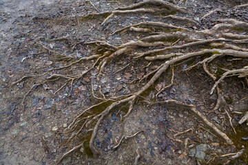 Fototapeta premium Winter tree roots texture. Blue, green, brown tint