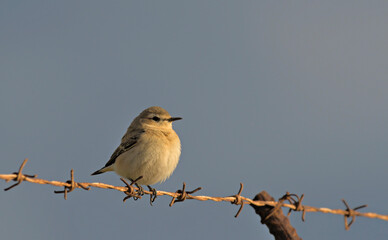 Northern Wheatear or Wheatear - Oenanthe oenanthe, Crete