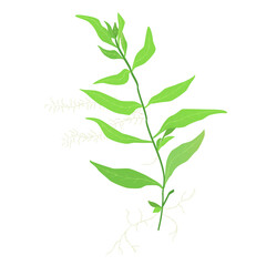 Hygrophila polysperma vector illustration Aquarium plants water plants Freshwater plants