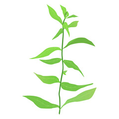 Hygrophila polysperma vector illustration Aquarium plants water plants Freshwater plants