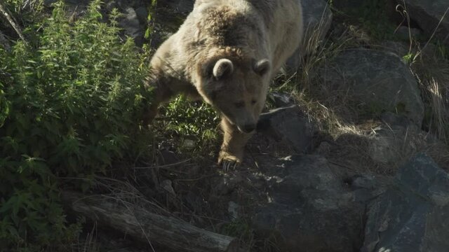 bear