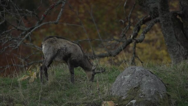 chamois in the forest