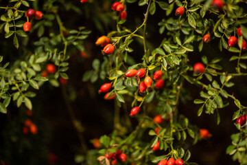 Obraz premium Bouquets of rose hips on the branch wet with raindrops