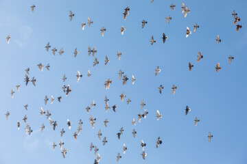 Tripoli, Lebanon, January 19, 2019, textural beautiful view of a flock of birds in flight of pigeons against the background of a clear sky with light clouds in the morning