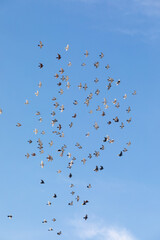 Tripoli, Lebanon, January 19, 2019, textural beautiful view of a flock of birds in flight of pigeons against the background of a clear sky with light clouds in the morning