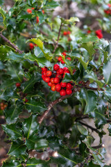 Marblehead, USA September 05, 2019 Holly (ilex aquifolium) fruits and leaves