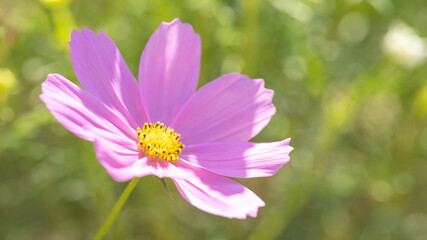 Obraz premium 【秋】ピンク色のコスモスの花 秋桜 