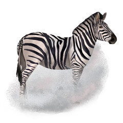 Digital painted watercolor zebra illustration