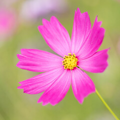 Fototapeta premium 【秋】ピンク色のコスモスの花 1:1 