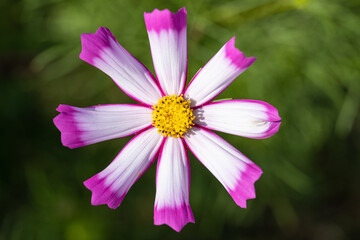 Obraz premium Cute Pink Cosmos Blossom Blooming and Blowing in A Botanical Garden in The Afternoon, Autumn or Fall, Flower or Flora Image, Nobody 