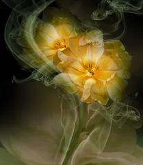 Poster Yellow tulips on green-black background in curls of smoke. Close-up. Nature.     © nadezhda F