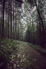 Tall Green Woodand Forest Tree  Background